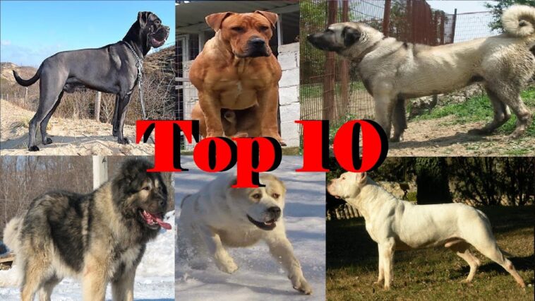 What are the top 10 best pies?