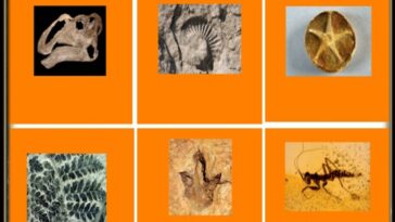 What are the types of papadias?