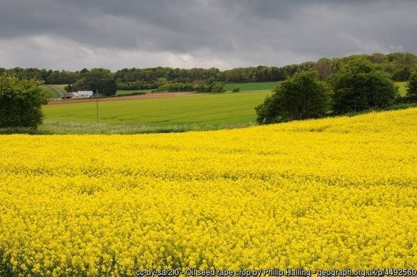 What are the yellow fields in England?