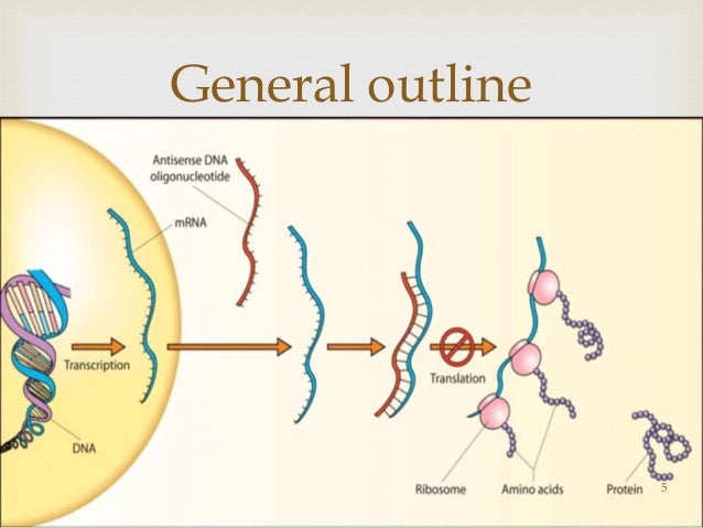 What are three examples of complementary proteins quizlet?