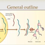 What are three examples of complementary proteins quizlet?