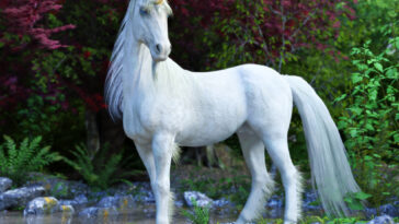 What are unicorn kisses?