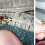 What attracts bugs in your room?