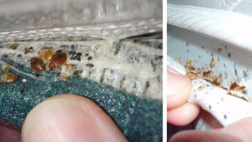 What attracts bugs in your room?