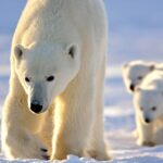 What beer is easiest on the liver?