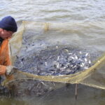 What can fish farming cause?