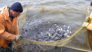 What can fish farming cause?