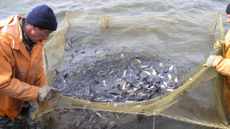 What can fish farming cause?