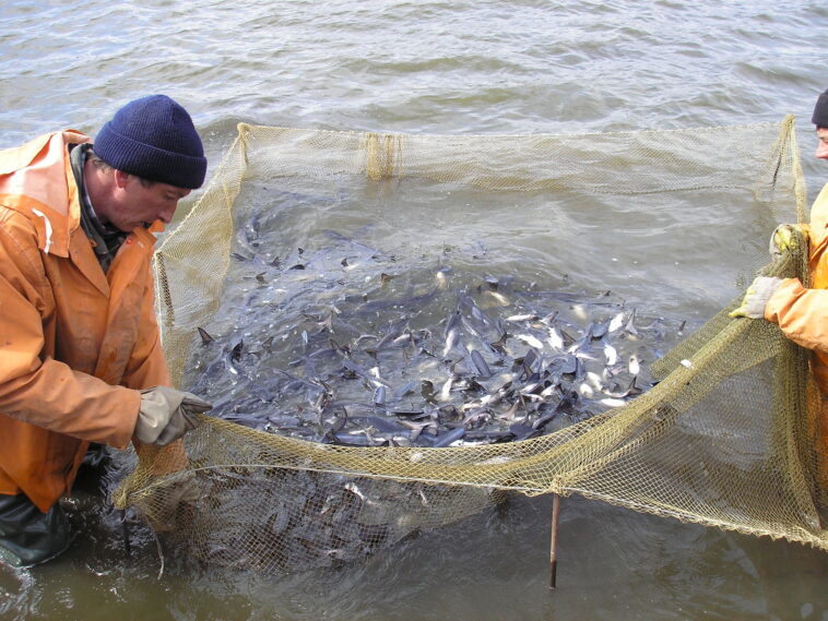 What can fish farming cause?