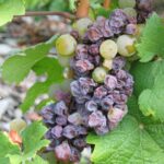 What causes grapes to mold?