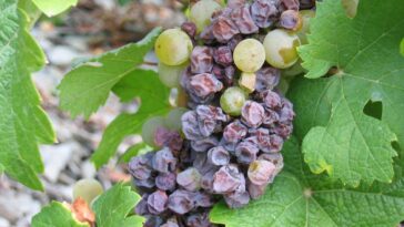 What causes grapes to mold?