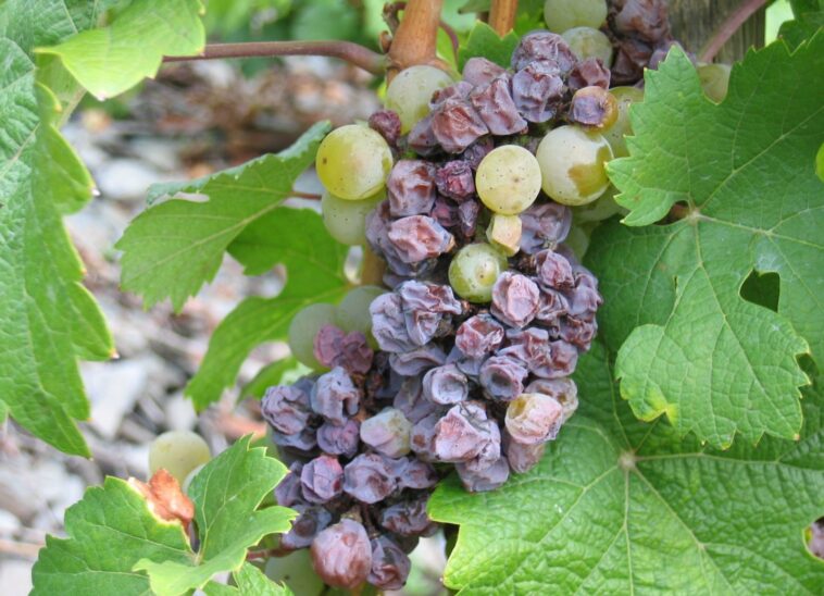 What causes grapes to mold?