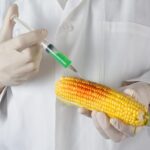 What companies are GMO?