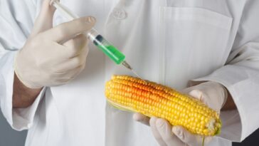 What companies are GMO?