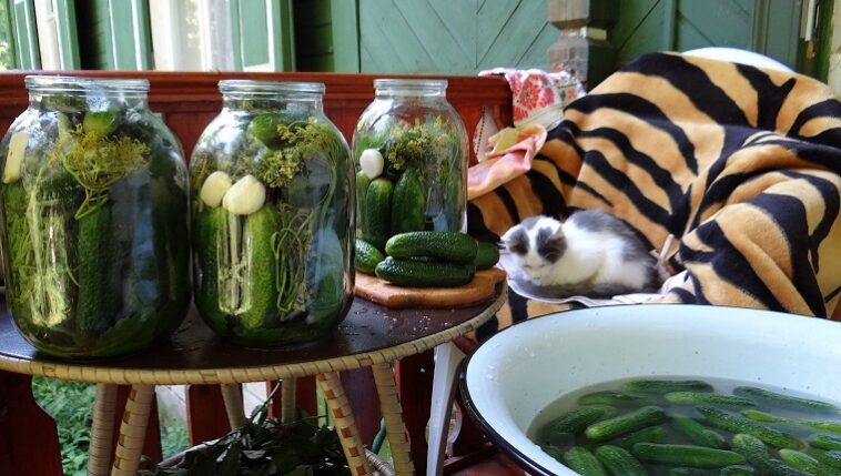 What country eats most pickles?