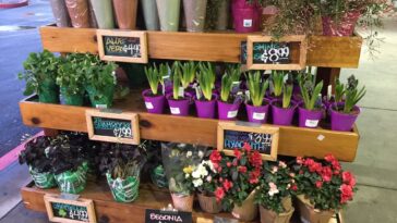 What day does Trader Joe's restock plants?