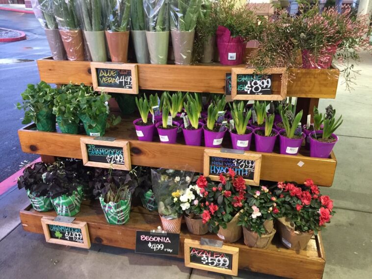 What day does Trader Joe's restock plants?