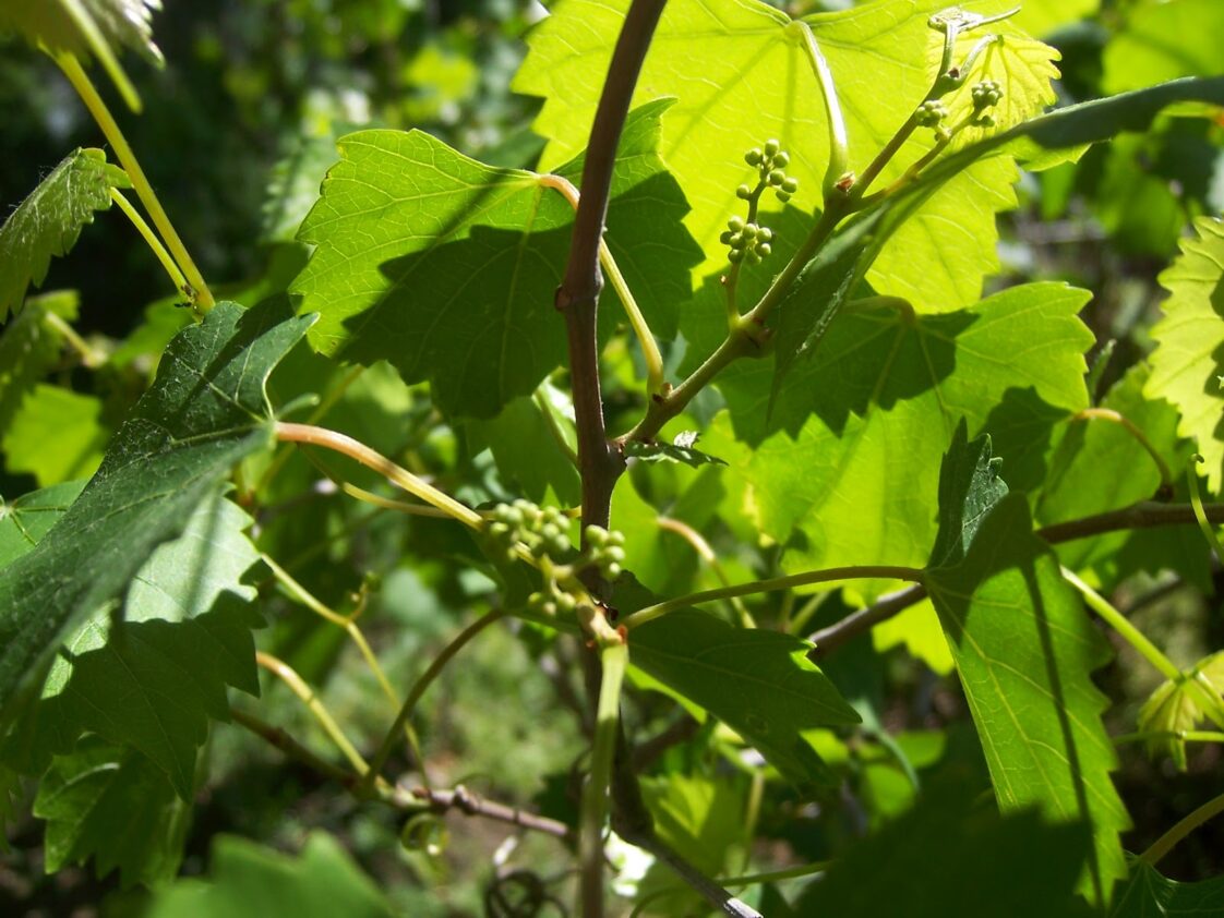 What do Scuppernong grapes look like?