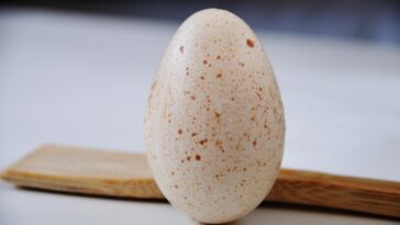 What do eggos taste like?