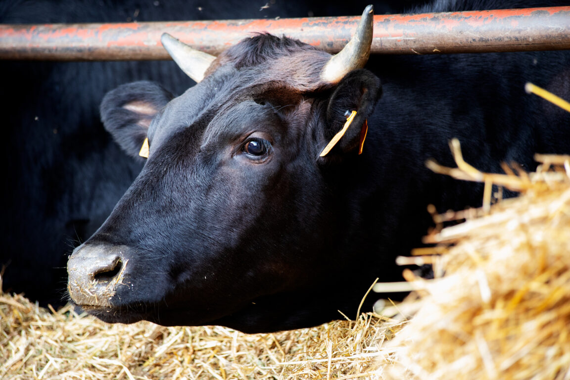 which-beef-is-best-wagyu-aged-or-grass-fed