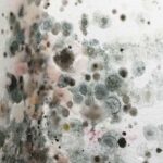 What does black mold sickness feel like?