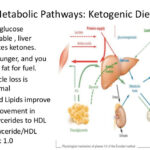 What does ketosis do to your liver?