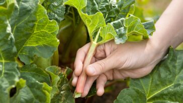 What does rhubarb taste like?