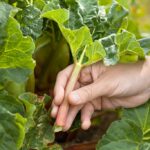 What does rhubarb taste like?