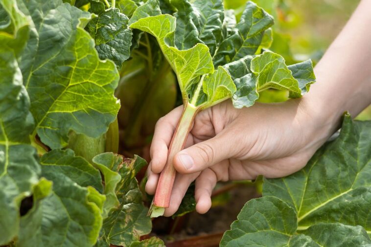 What does rhubarb taste like?