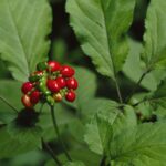 What does taurine and ginseng do?