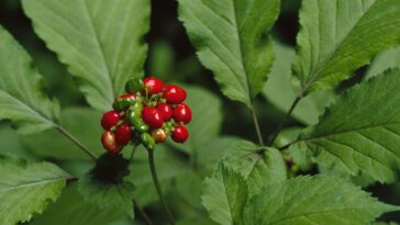 What does taurine and ginseng do?