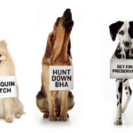 What dog food brands have BHA?