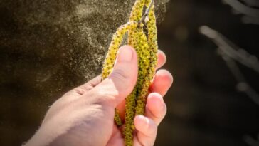 What foods are related to birch allergy?