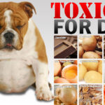 What foods are toxic together?