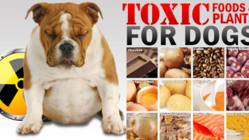 What foods are toxic together?