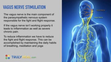 What foods heal vagus nerve?