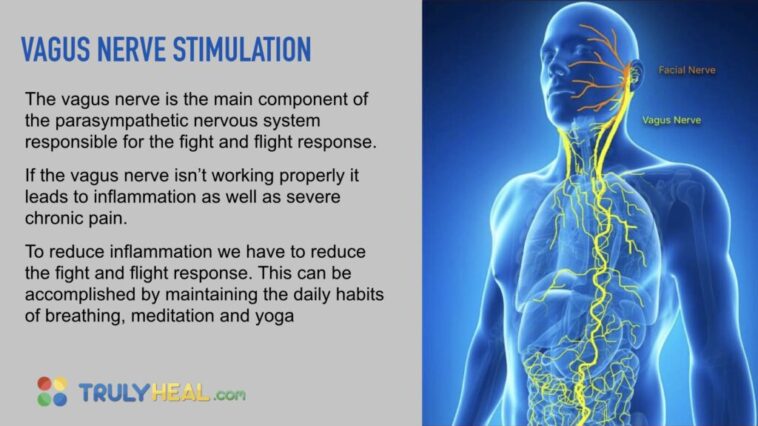 What foods heal vagus nerve?