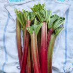 What happens if you eat raw rhubarb?