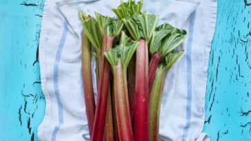 What happens if you eat raw rhubarb?