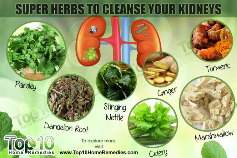 What herbs cleanse kidneys?