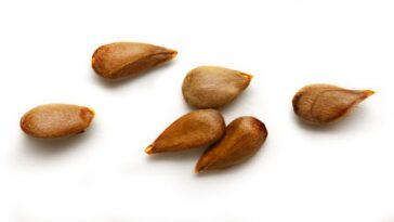 What if you swallow a seed?