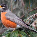 What is Red Robin's name?