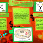 What is Type C metabolism?