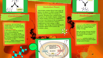 What is Type C metabolism?