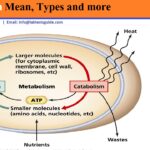 What is a Type B metabolism?