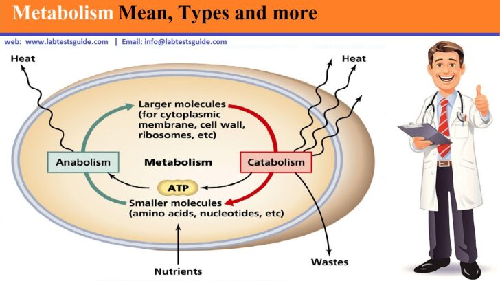 What Is A Type B Metabolism?