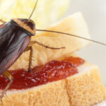 What is a cockroaches favorite food?