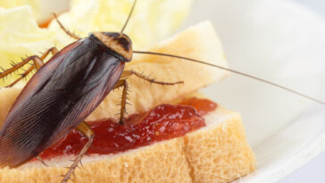 What is a cockroaches favorite food?