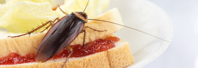 What is a cockroaches favorite food?
