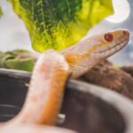 What is a heavy snack?